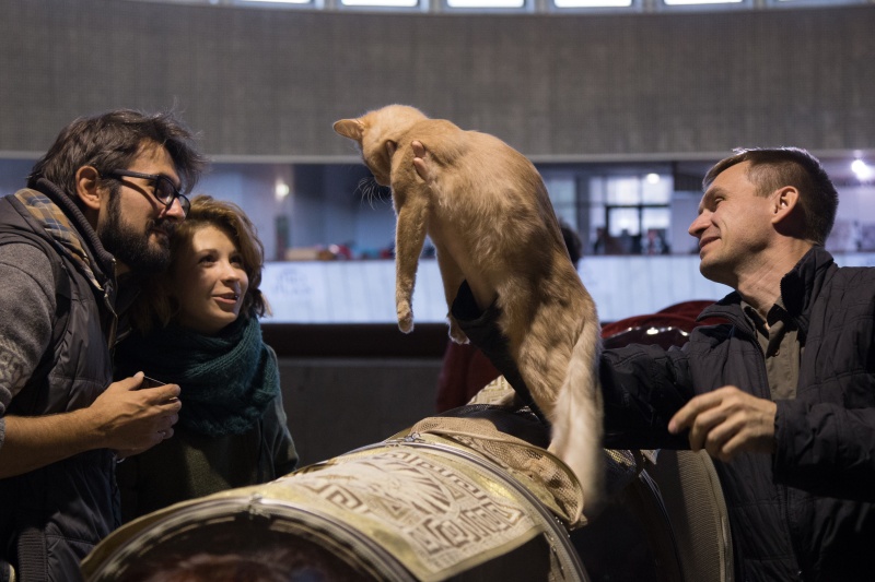 &quot;Зважений і пухнастий&quot;: кот Кекс выиграл битву гигантов на выставке в Киеве